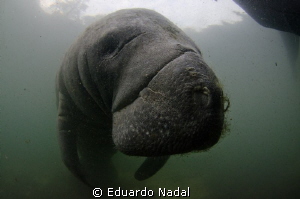 manatee close up by Eduardo Nadal 